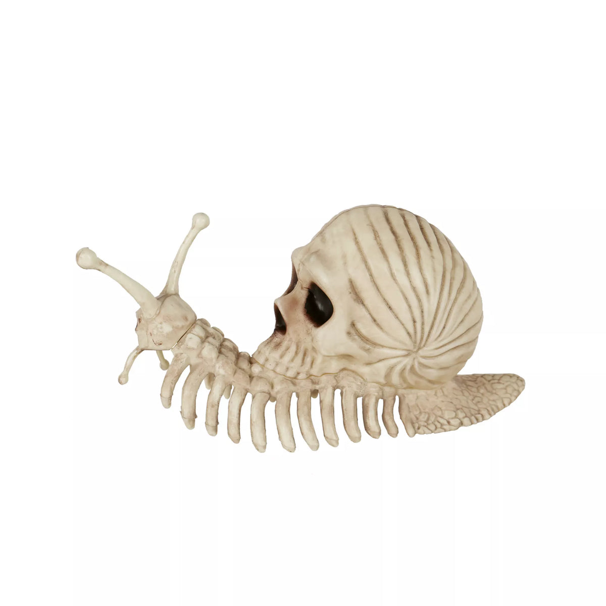 Skeleton Skull Snail